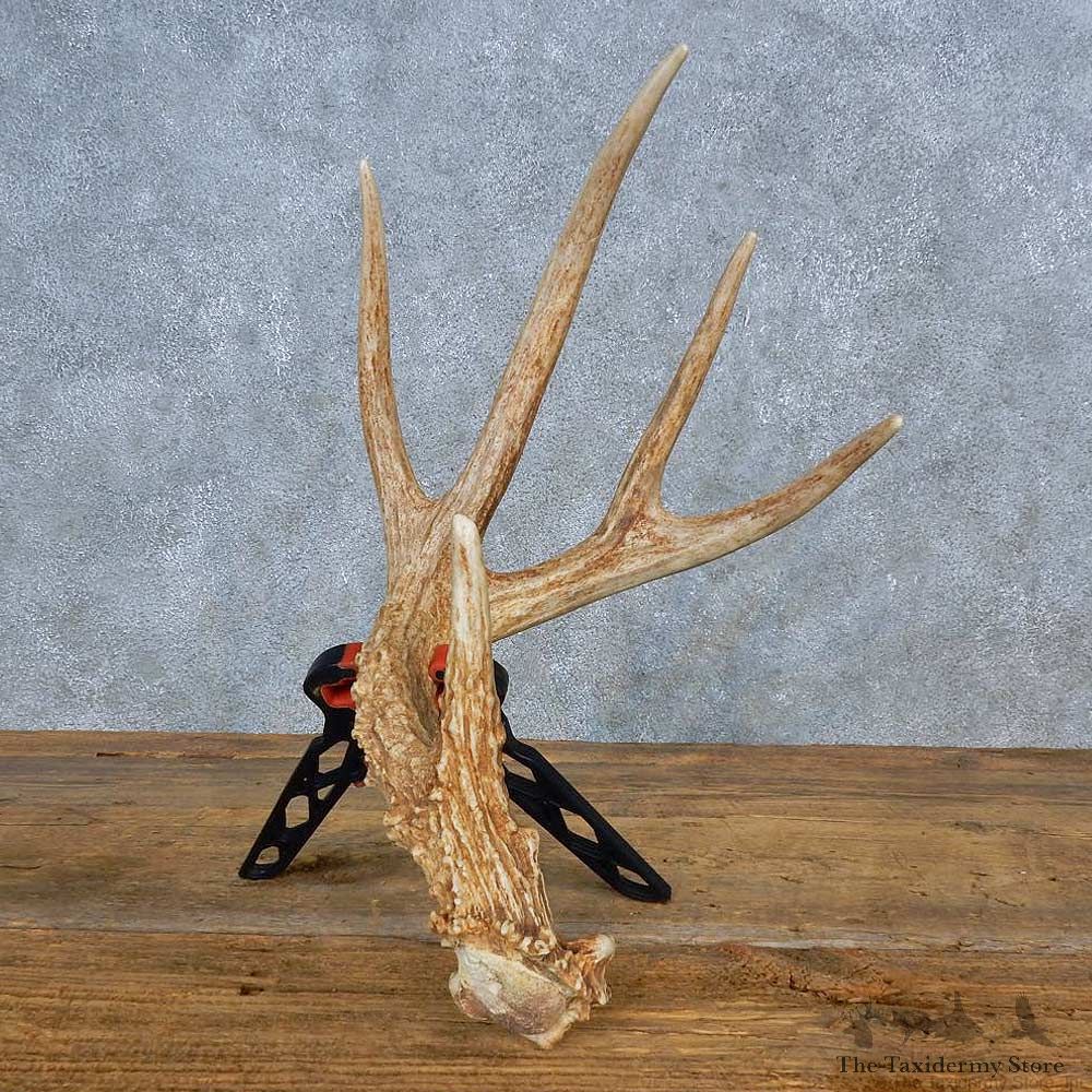 Whitetail Deer Antler Shed For Sale #15451 @ The Taxidermy Store
