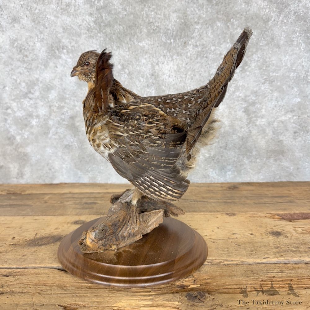Ruffed Grouse Bird Mount For Sale #30181 @ The Taxidermy Store