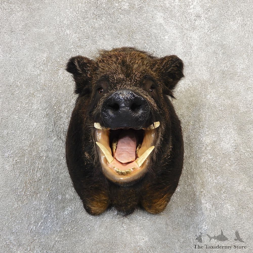 Russian Boar Shoulder Mount For Sale #21107 @ The Taxidermy Store