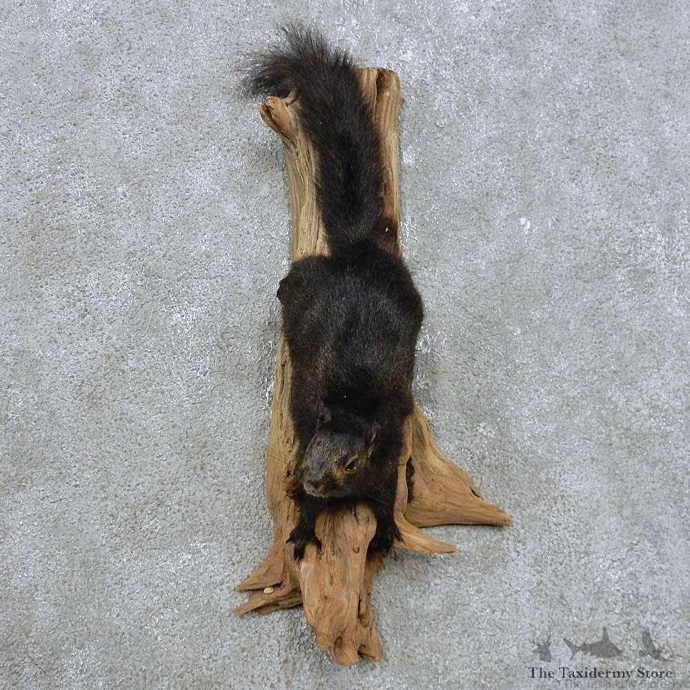 Black Squirrel Mount For Sale #14887 @ The Taxidermy Store
