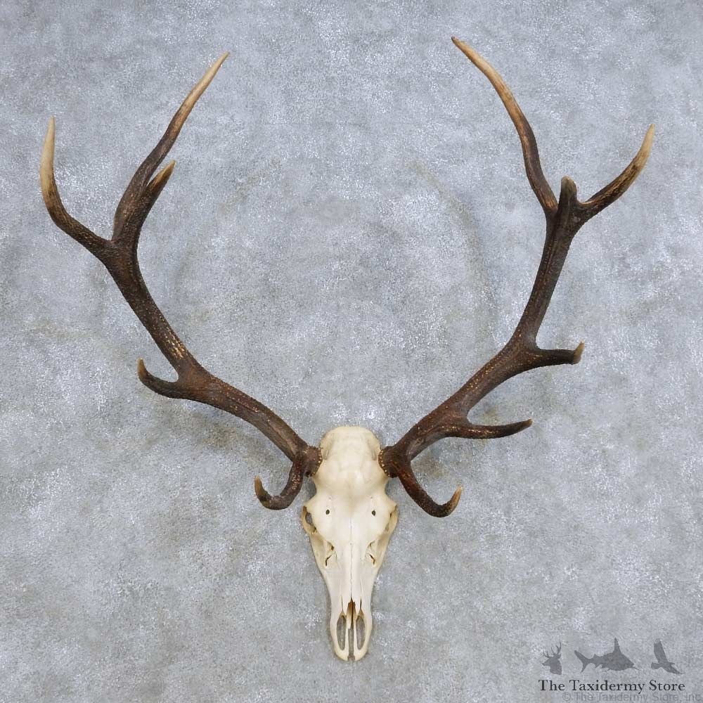 European Red Deer Skull Antler Mount For Sale #14421 @ The Taxidermy Store