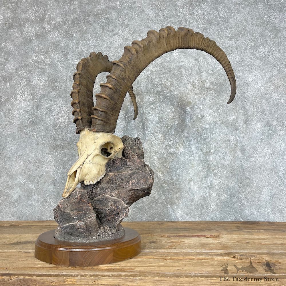 Siberian Ibex Skull #25391 @ The Taxidermy Store