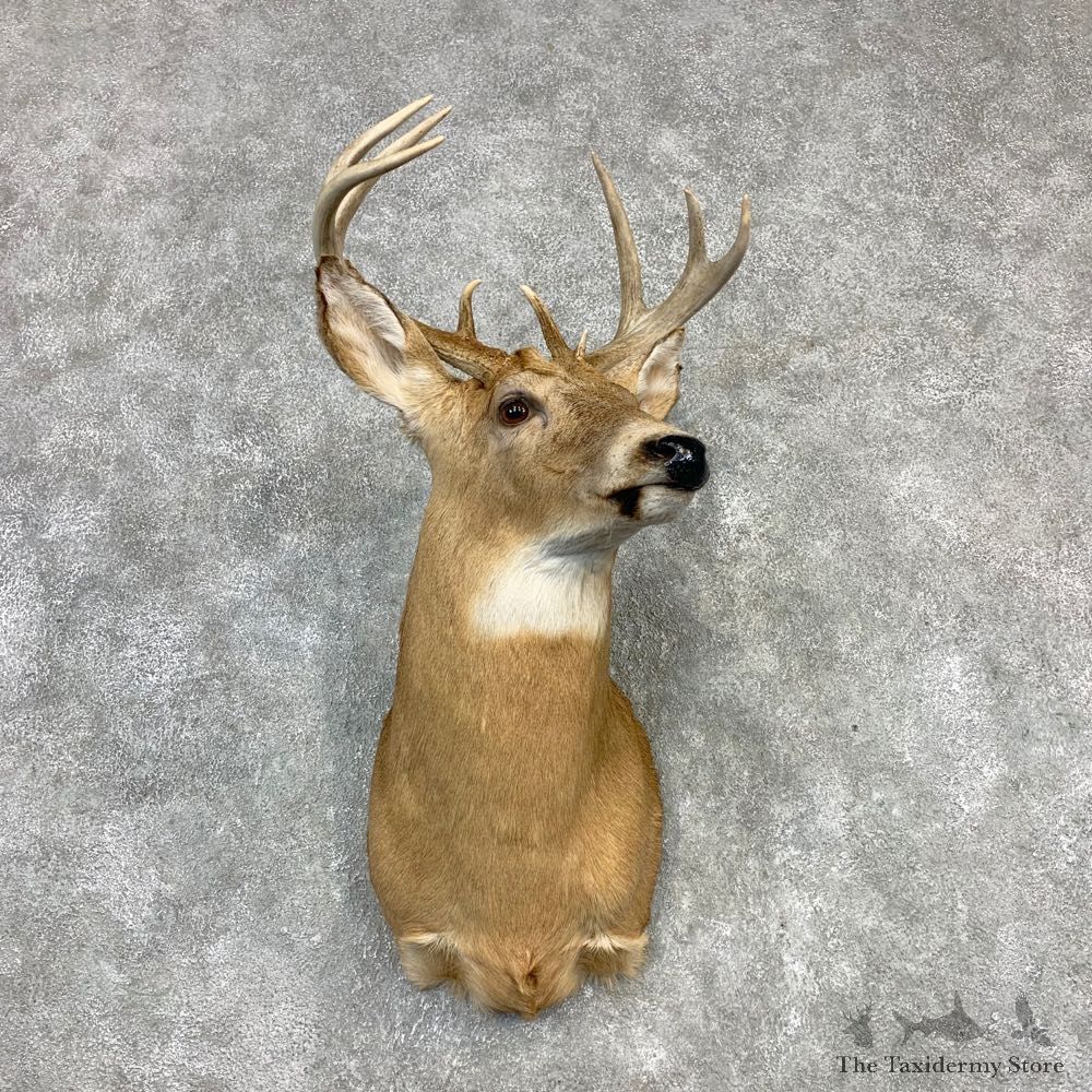 Whitetail Deer Shoulder Taxidermy Mount #21984 For Sale - The Taxidermy Store