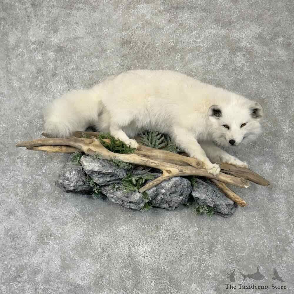 Arctic Fox Life-Size Mount For Sale #30383 @ The Taxidermy Store