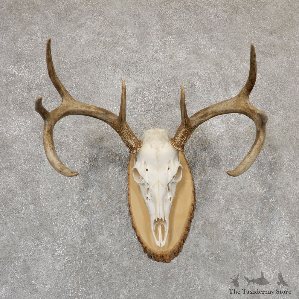 Whitetail Deer Skull European Mount For Sale #18960 @ The Taxidermy Store
