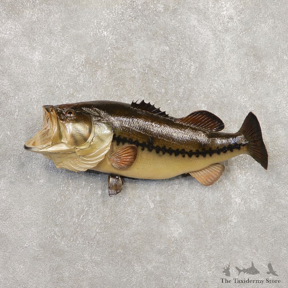 Largemouth Bass Fish Mount For Sale #20346 @ The Taxidermy Store