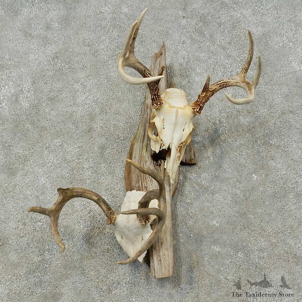 Whitetail Deer Skull European Mount For Sale #16255 @ The Taxidermy Store