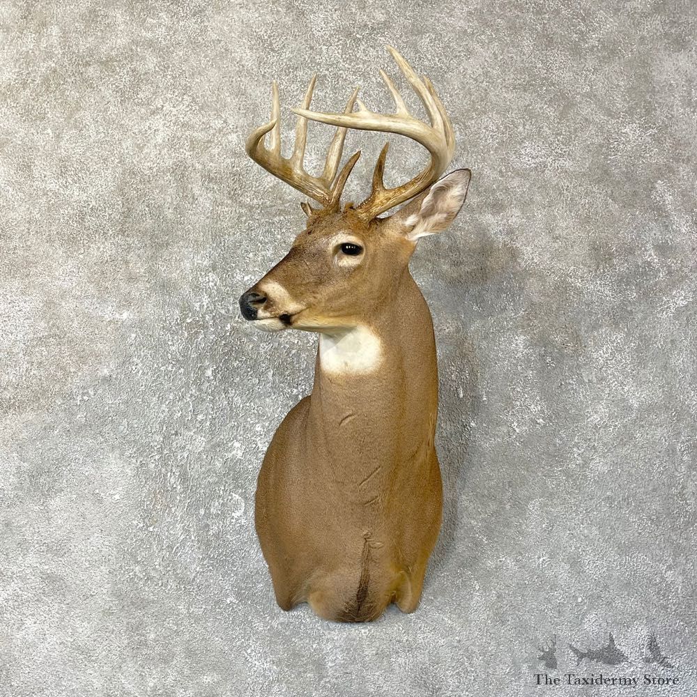 Whitetail Deer Shoulder Mount #25131 For Sale - The Taxidermy Store