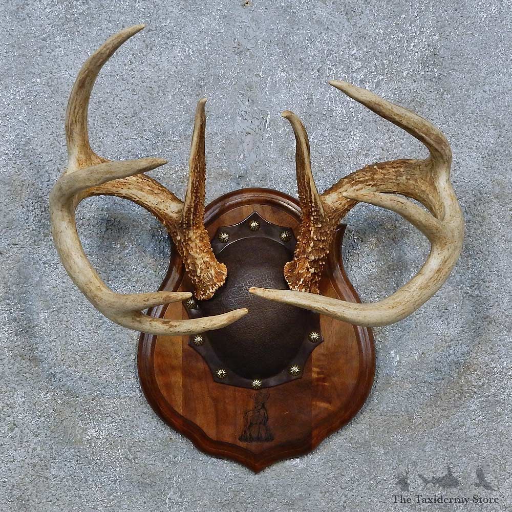 Whitetail Deer Antler Plaque Mount For Sale #15343 @ The Taxidermy Store