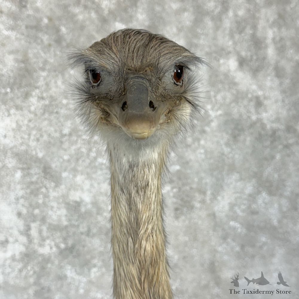 Greater Rhea Bird Mount For Sale #29650 @ The Taxidermy Store