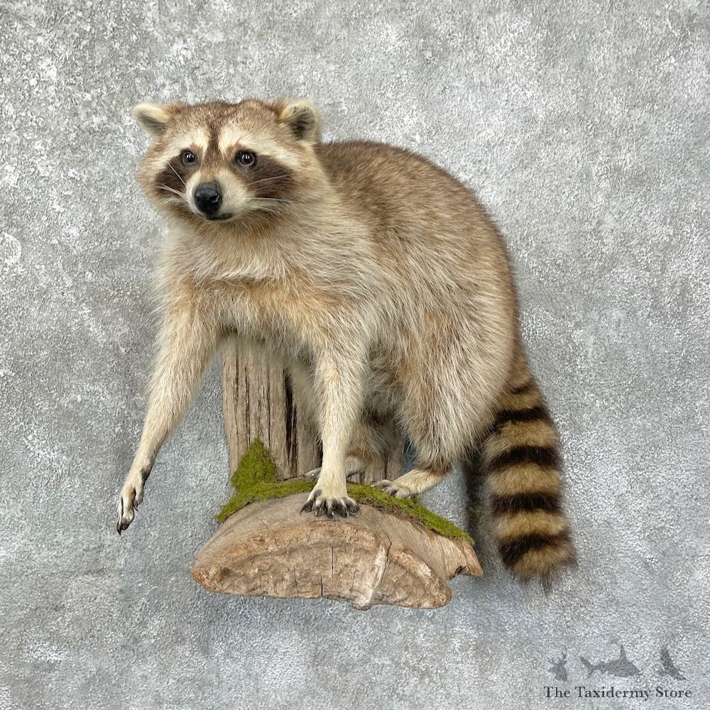 Wall-Hanging Raccoon Mount For Sale #25682 - The Taxidermy Store