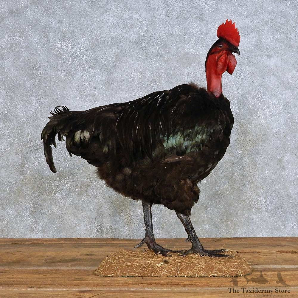 Black Turken Rooster Bird Mount For Sale #14401 @ The Taxidermy Store