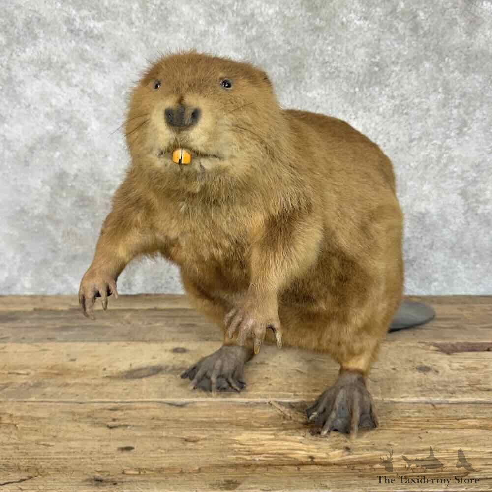 North American Beaver Mount For Sale #30727 @ The Taxidermy Store