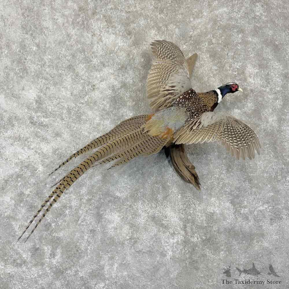 Ringneck Pheasant Bird Mount For Sale #31730 @ The Taxidermy Store