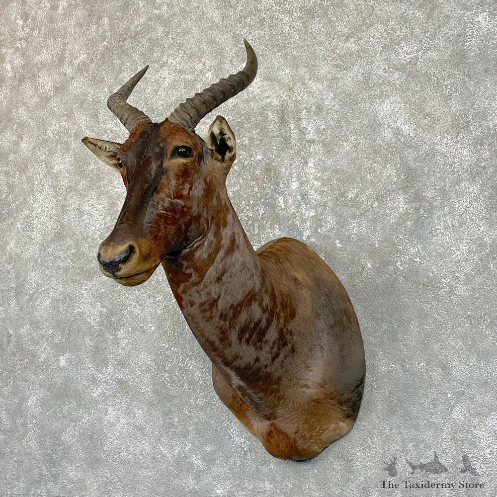 African Tsessebe Shoulder Mount #24938 For Sale @ The Taxidermy Store