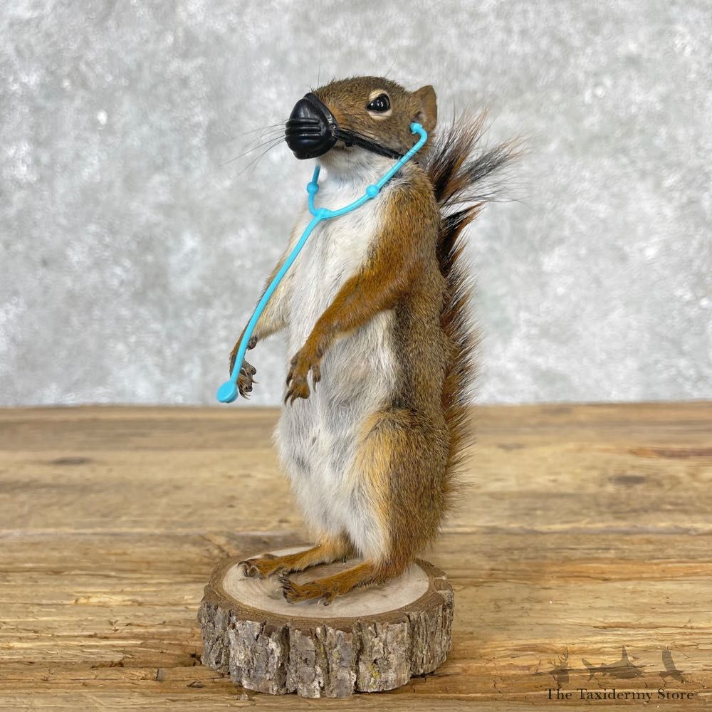 Covid-19 Squirrel Novelty Mount For Sale #25029 @ The Taxidermy Store