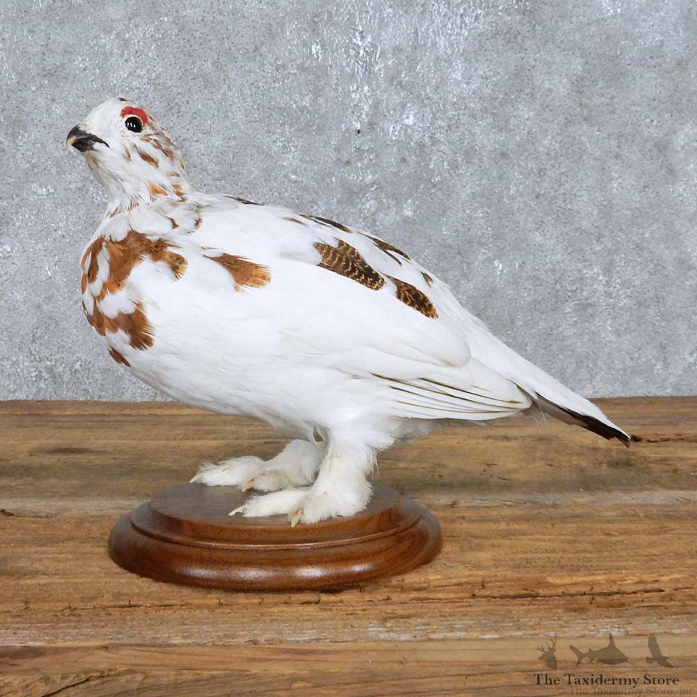 Perched Rock Ptarmigan Mount For Sale #14836 @ The Taxidermy Store