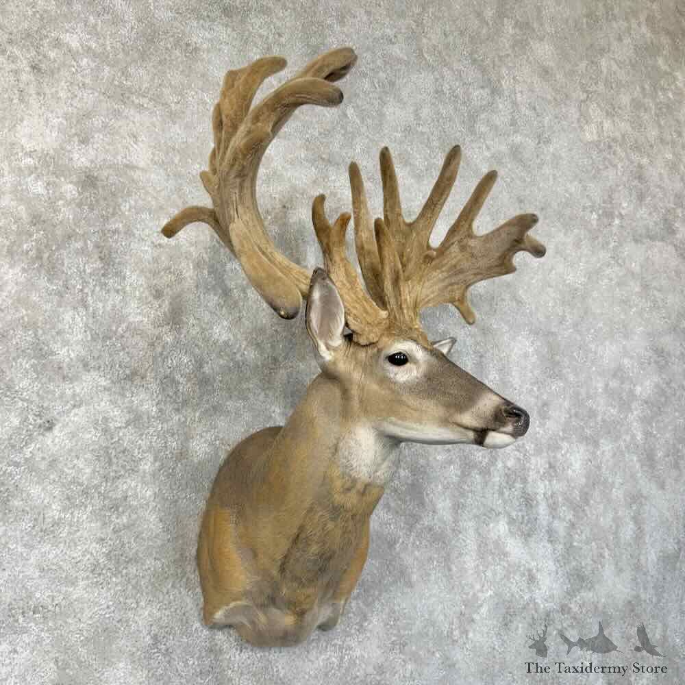 Whitetail Deer Shoulder Mount For Sale #30328 @ The Taxidermy Store