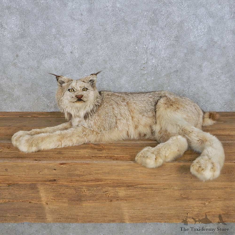 Alaskan Lynx Mount For Sale #14926 @ The Taxidermy Store