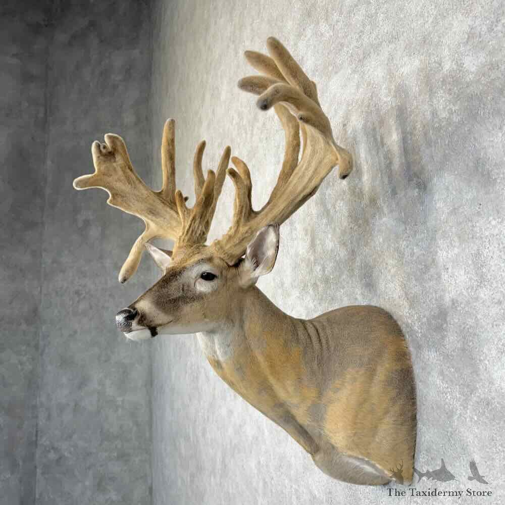 Whitetail Deer Shoulder Mount For Sale #30328 @ The Taxidermy Store
