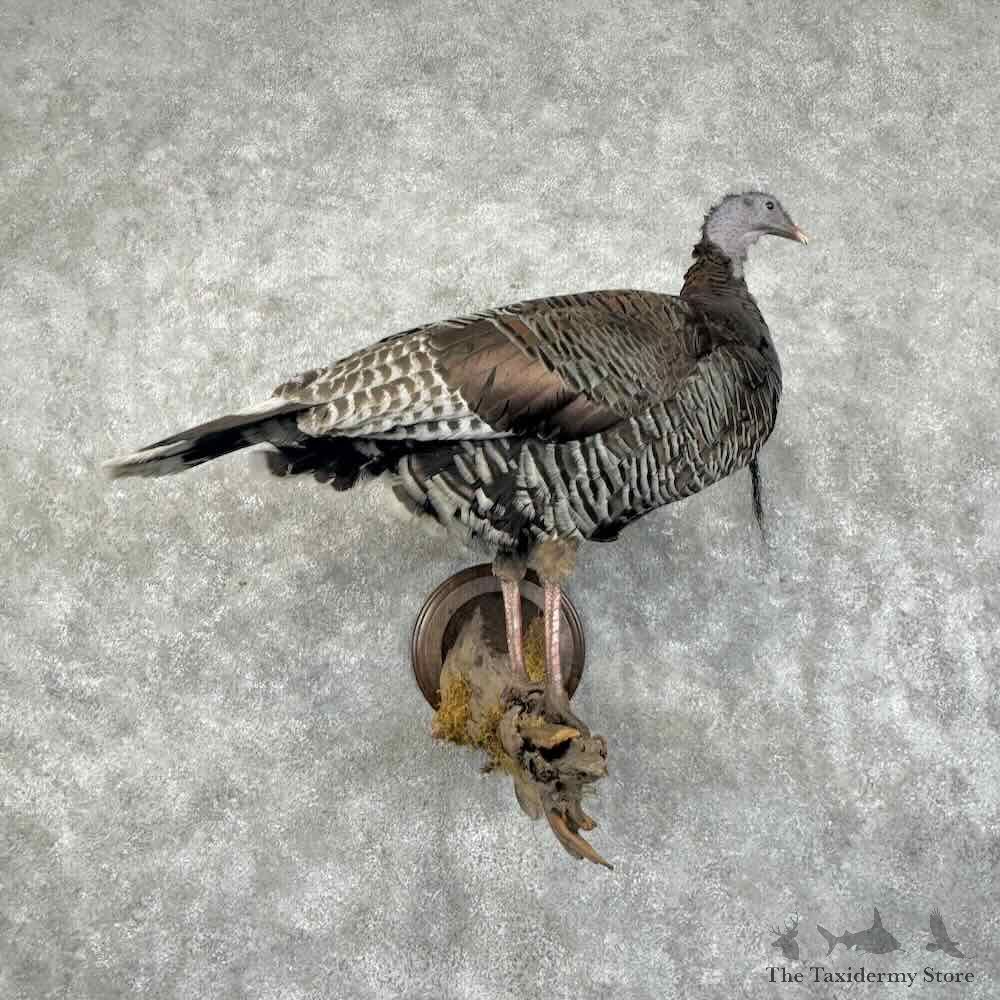 Merriams Turkey Hen Bird Mount For Sale #31190 @ The Taxidermy Store