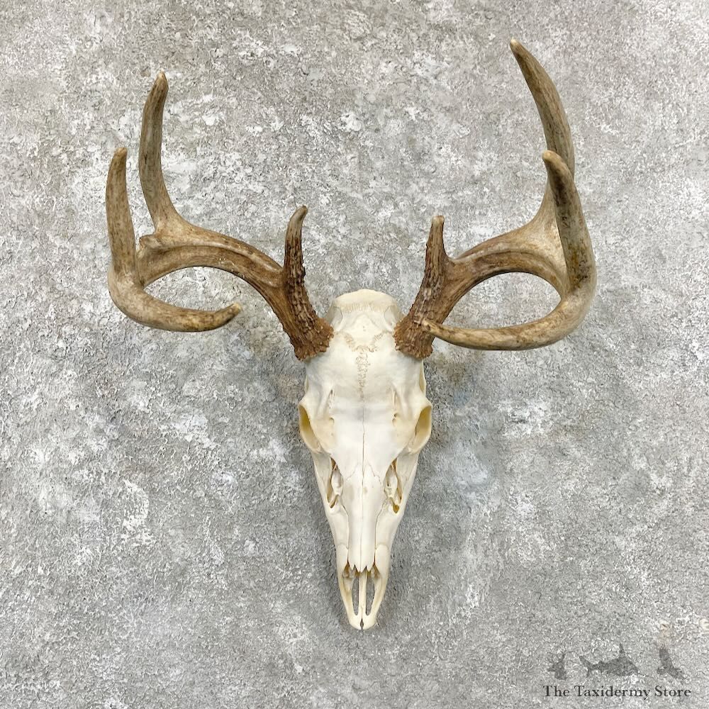Whitetail Deer Skull European Mount For Sale #27843 @ The Taxidermy Store