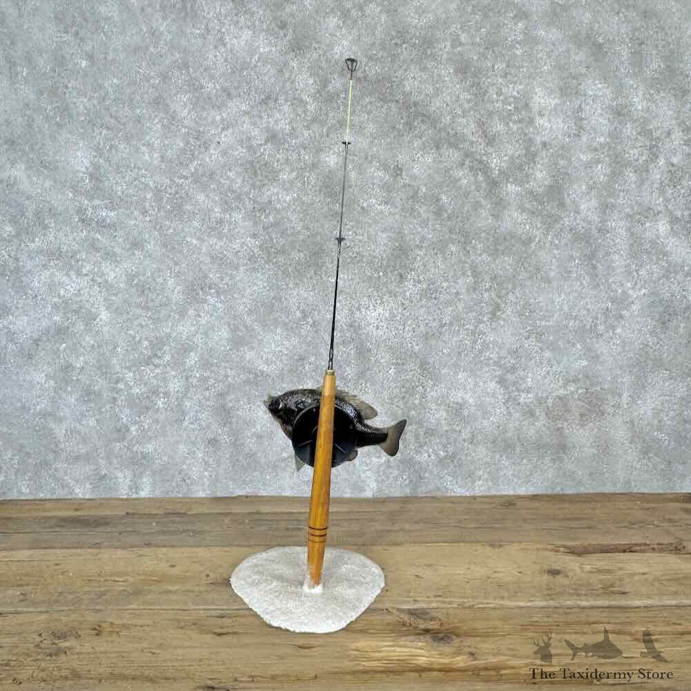 Bluegill Fish Decor Mount For Sale #30410 @ The Taxidermy Store