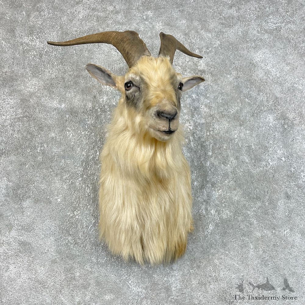 Catalina Goat Shoulder Mount For Sale #25737 @ The Taxidermy Store