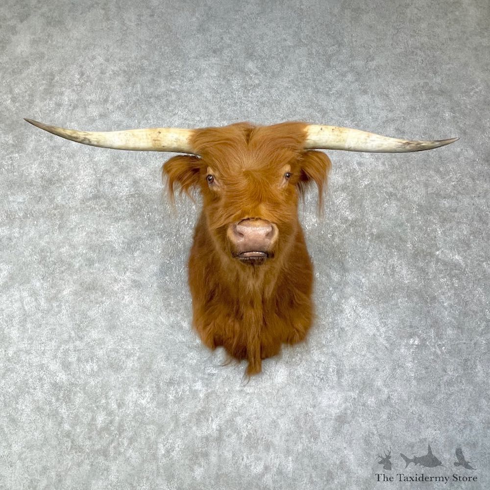 Scottish Highland Steer Shoulder Mount For Sale #25918 - The Taxidermy Store