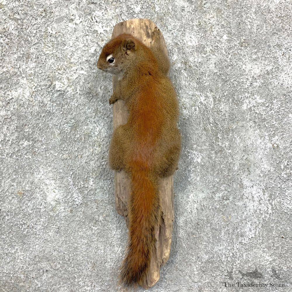 Red Squirrel Life-Size Mount For Sale #23581 @ The Taxidermy Store