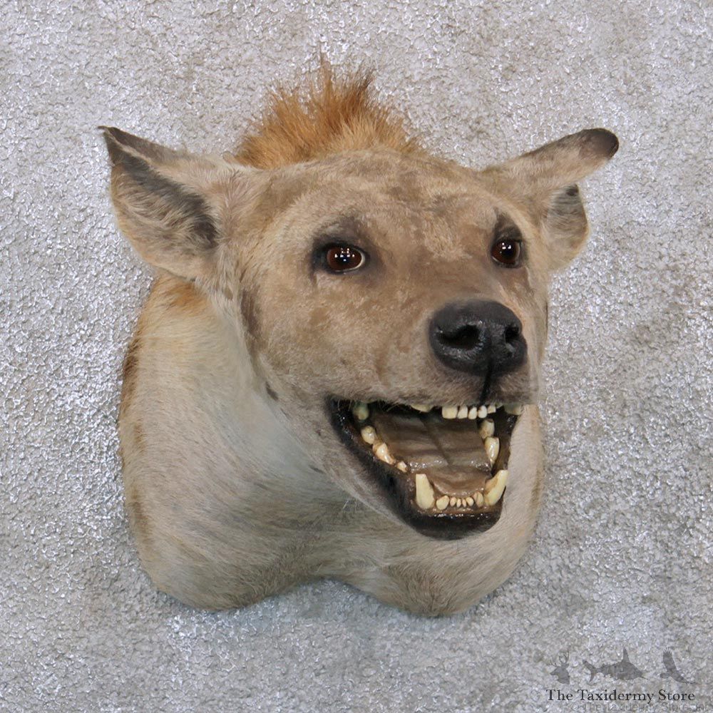 African Hyena Shoulder Mount #12285 For Sale @ The Taxidermy Store