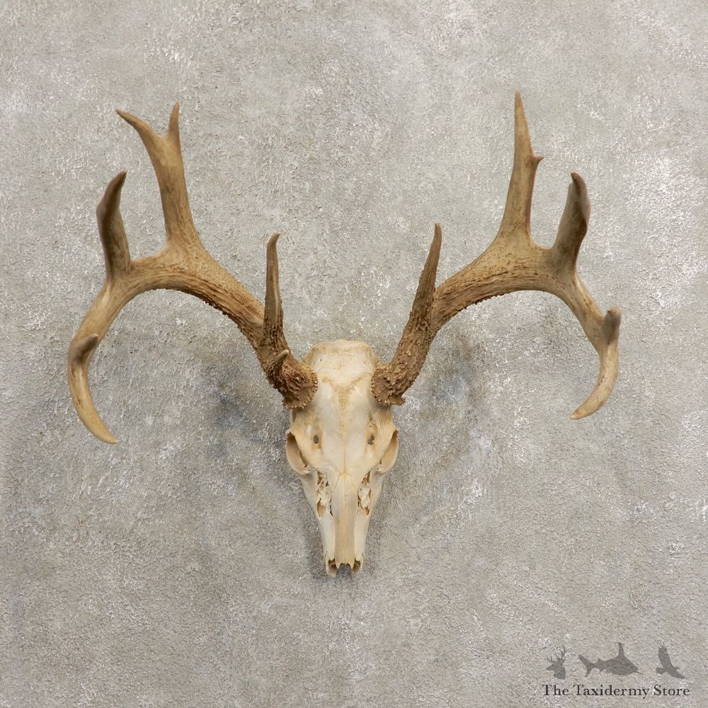 Whitetail Deer Skull European Mount For Sale #20460 @ The Taxidermy Store