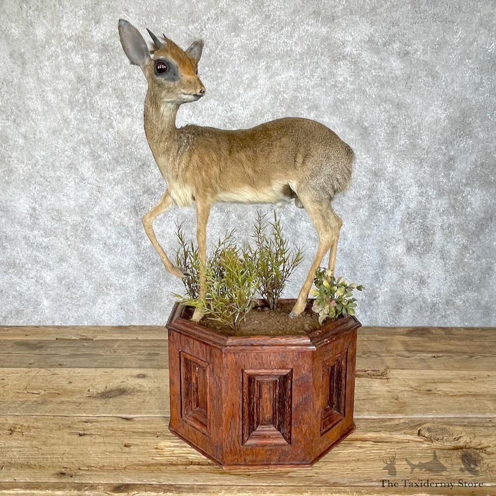 Damara Dik-Dik Life-Size Mount For Sale #28874 @ The Taxidermy Store