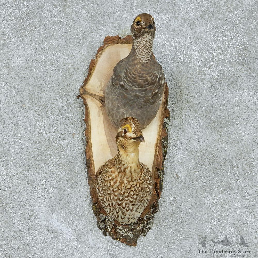 Blue & Sharp-tailed Grouse Pair Mount #13092 For Sale @ The Taxidermy Store
