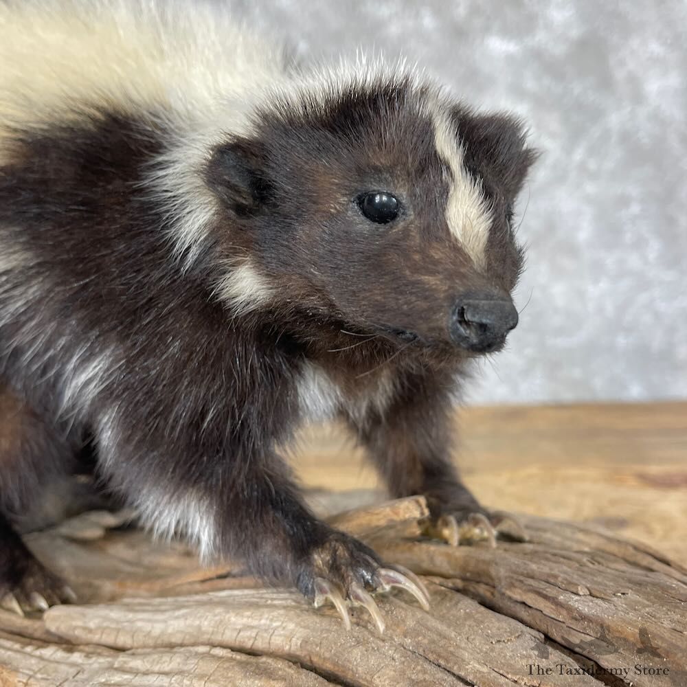 Hooded Skunk Taxidermy Mount For Sale #28229 @ The Taxidermy Store