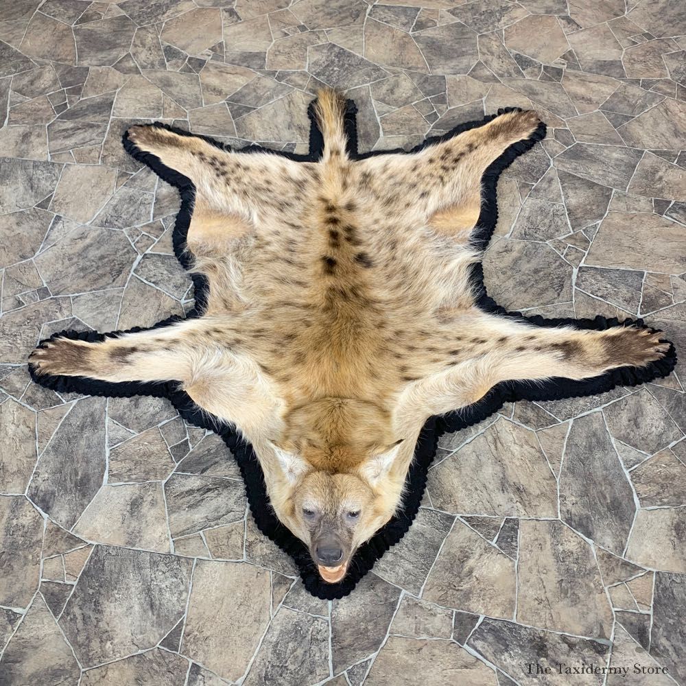 Spotted African Hyena Full-Size Taxidermy Rug #23021 For Sale @ The Taxidermy Store