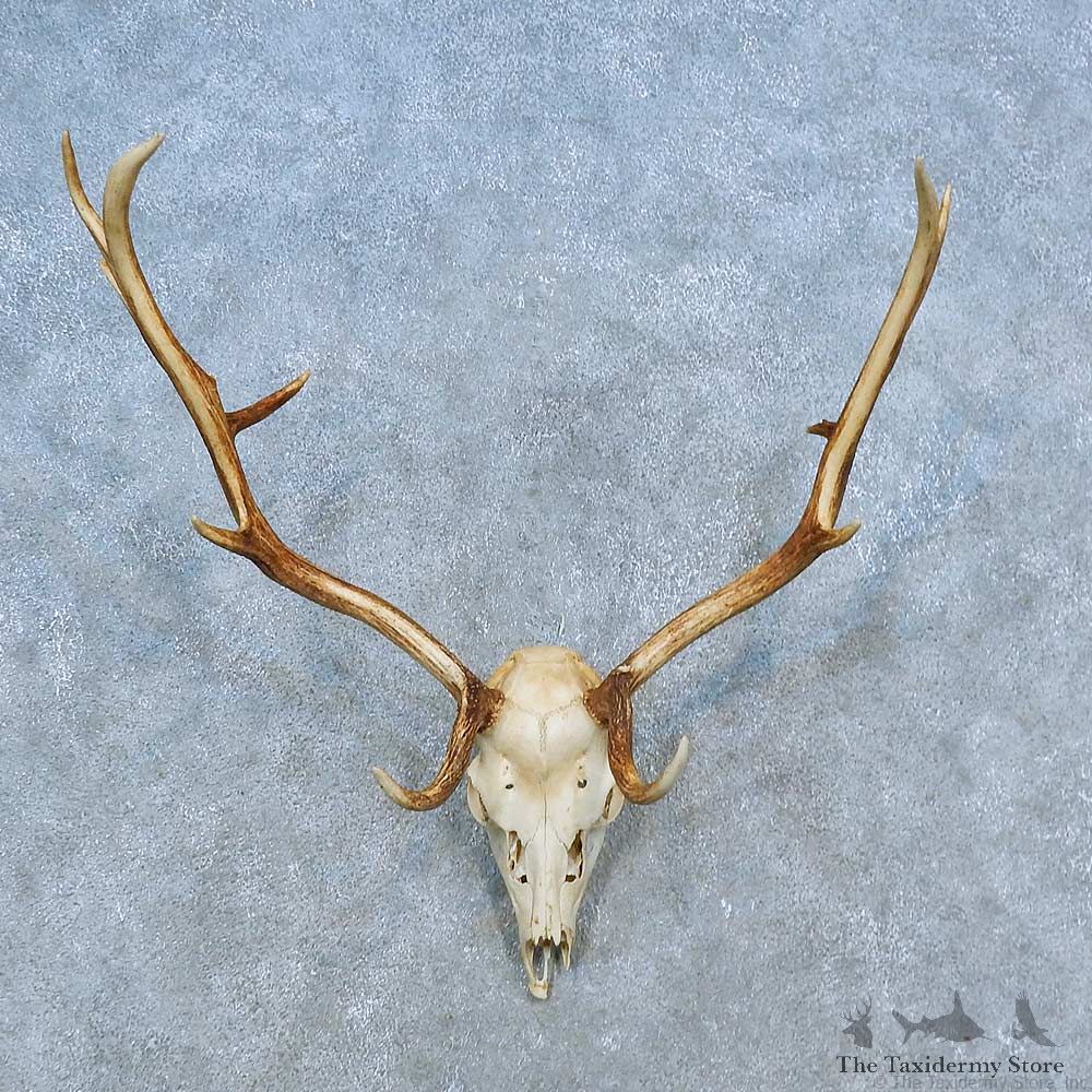 Fallow Deer Skull Antler European Mount For Sale #15519 @ The Taxidermy Store