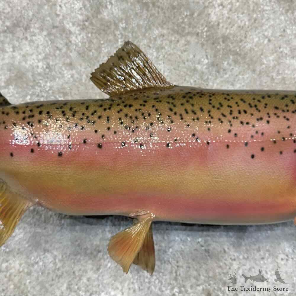 Rainbow Trout Fish Mount For Sale #30449 @ The Taxidermy Store