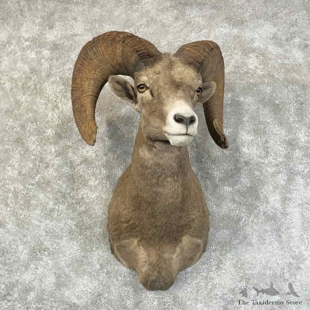 Desert Bighorn Sheep Ram Shoulder Mount For Sale #31327 @ The Taxidermy Store