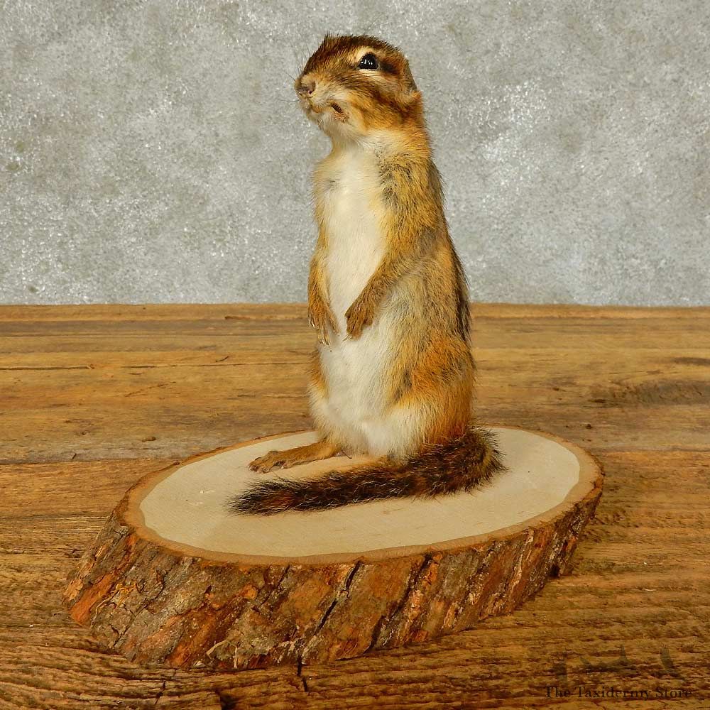 Chipmunk Life-Size Mount For Sale #16332 @ The Taxidermy Store