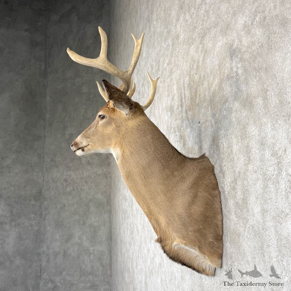 Whitetail Deer Shoulder Mount For Sale #30238 @ The Taxidermy Store