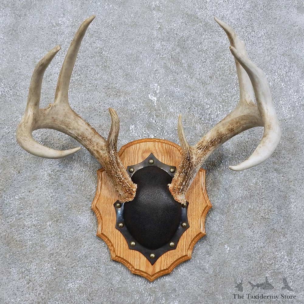 Whitetail Deer Antler Plaque Mount For Sale #15775 @ The Taxidermy Store