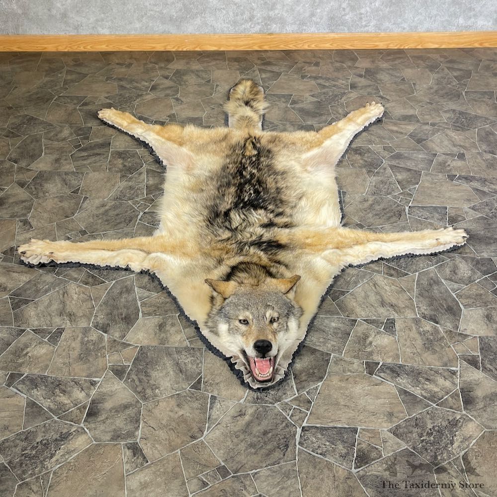Grey Wolf Rug Taxidermy Mount For Sale #26299 @ The Taxidermy Store