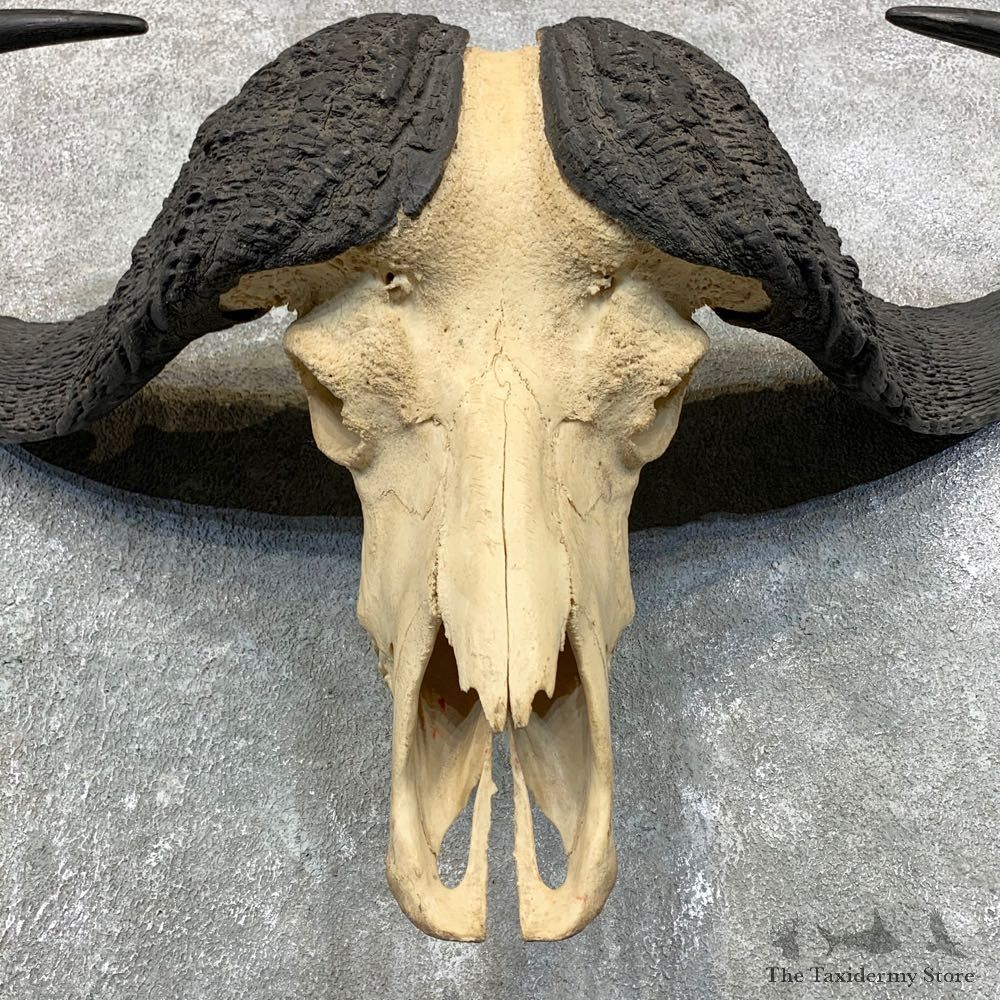 Cape Buffalo Skull Taxidermy Mount For Sale #22687 For Sale @ The Taxidermy Store