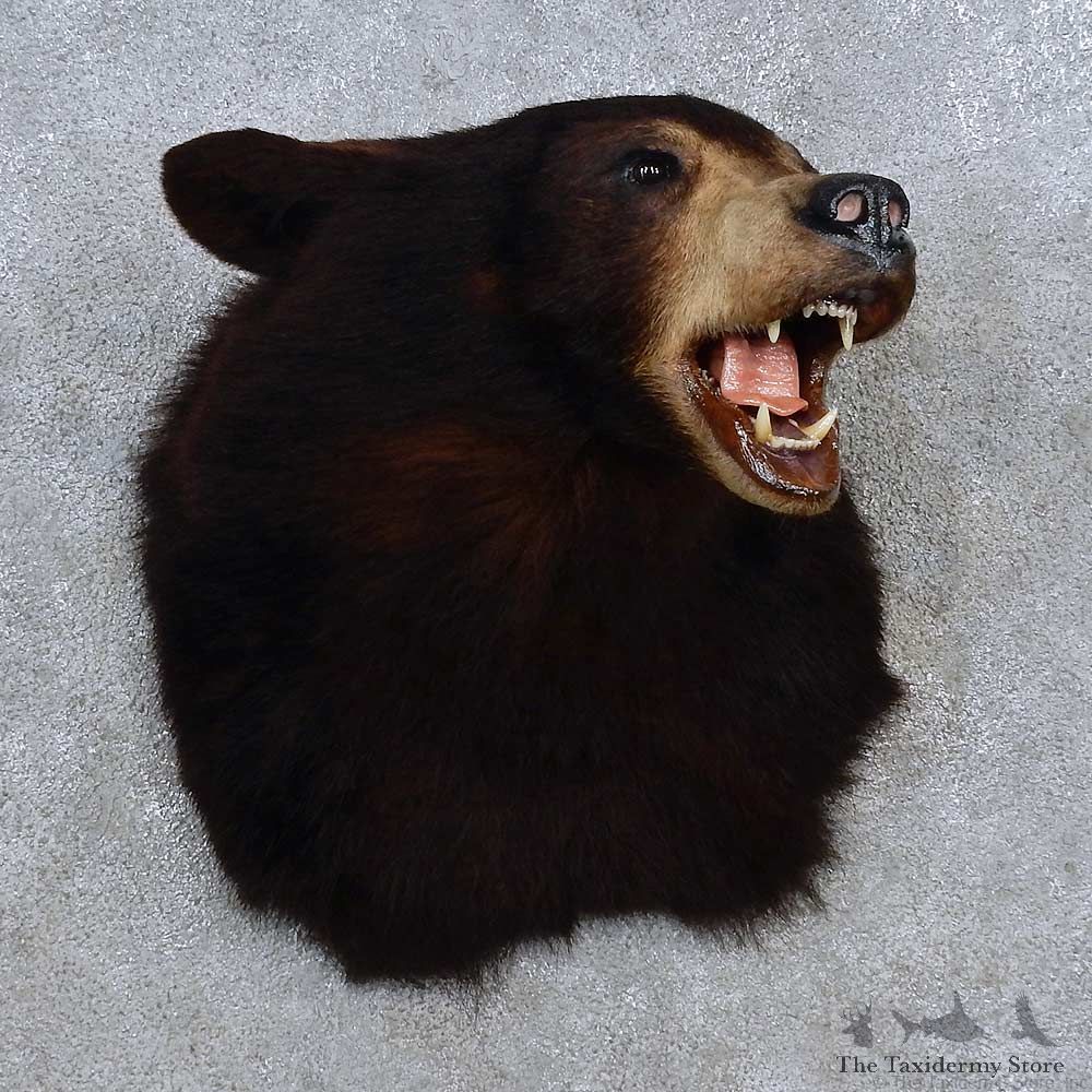 Black Bear Shoulder Mount For Sale #15628 @ The Taxidermy Store