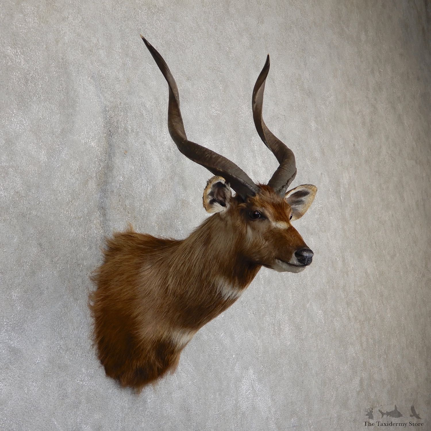 African Sitatunga Shoulder Mount #19632 For Sale @ The Taxidermy Store