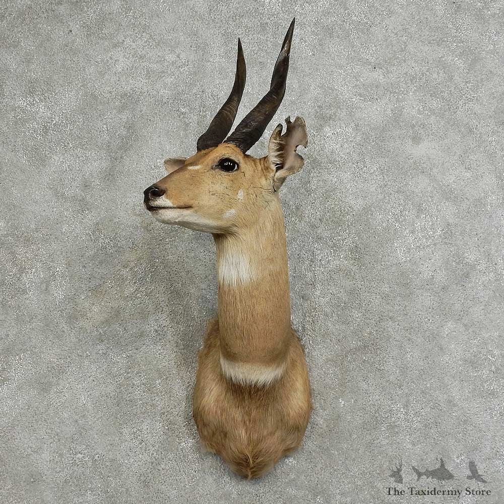 Cape Bushbuck Shoulder Mount For Sale #16085 @ The Taxidermy Store