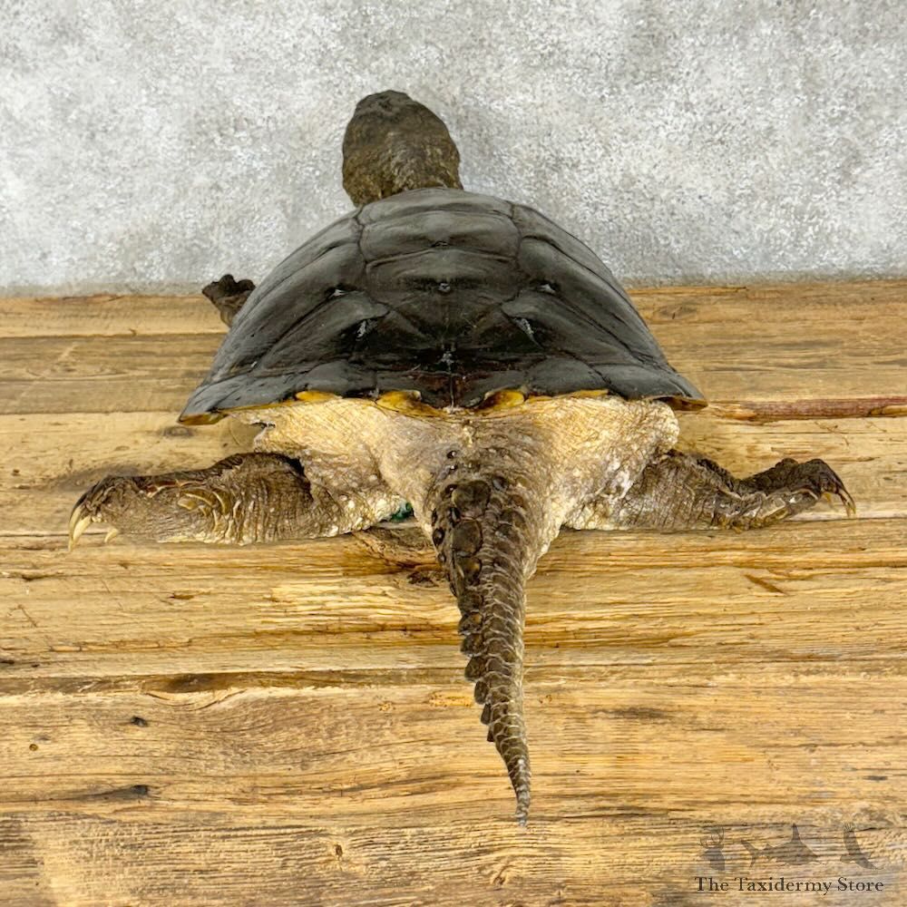 Common Snapping Turtle Mount For Sale #28793 @ The Taxidermy Store