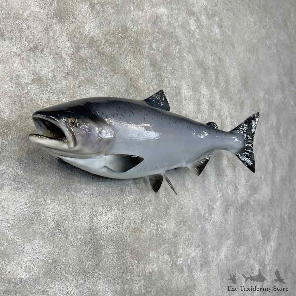 King Chinook Salmon Fish Mount For Sale #30447 @ The Taxidermy Store