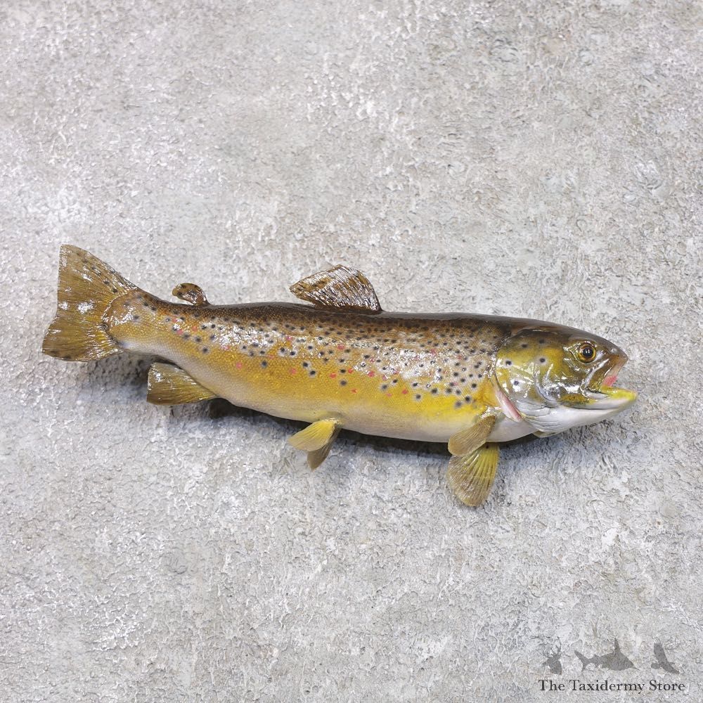Brown Trout Fish Mount For Sale #22289 @ The Taxidermy Store